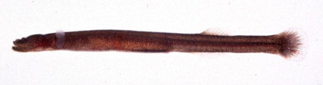 (Luciogobius Gill, 1859) Род Луциогобиусы, Люциогобиусы, Щуковидные